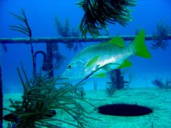 Taken with Sony P10, Freeport, Bahamas.
rseravalle@bells... by Renzo Seravalle 
